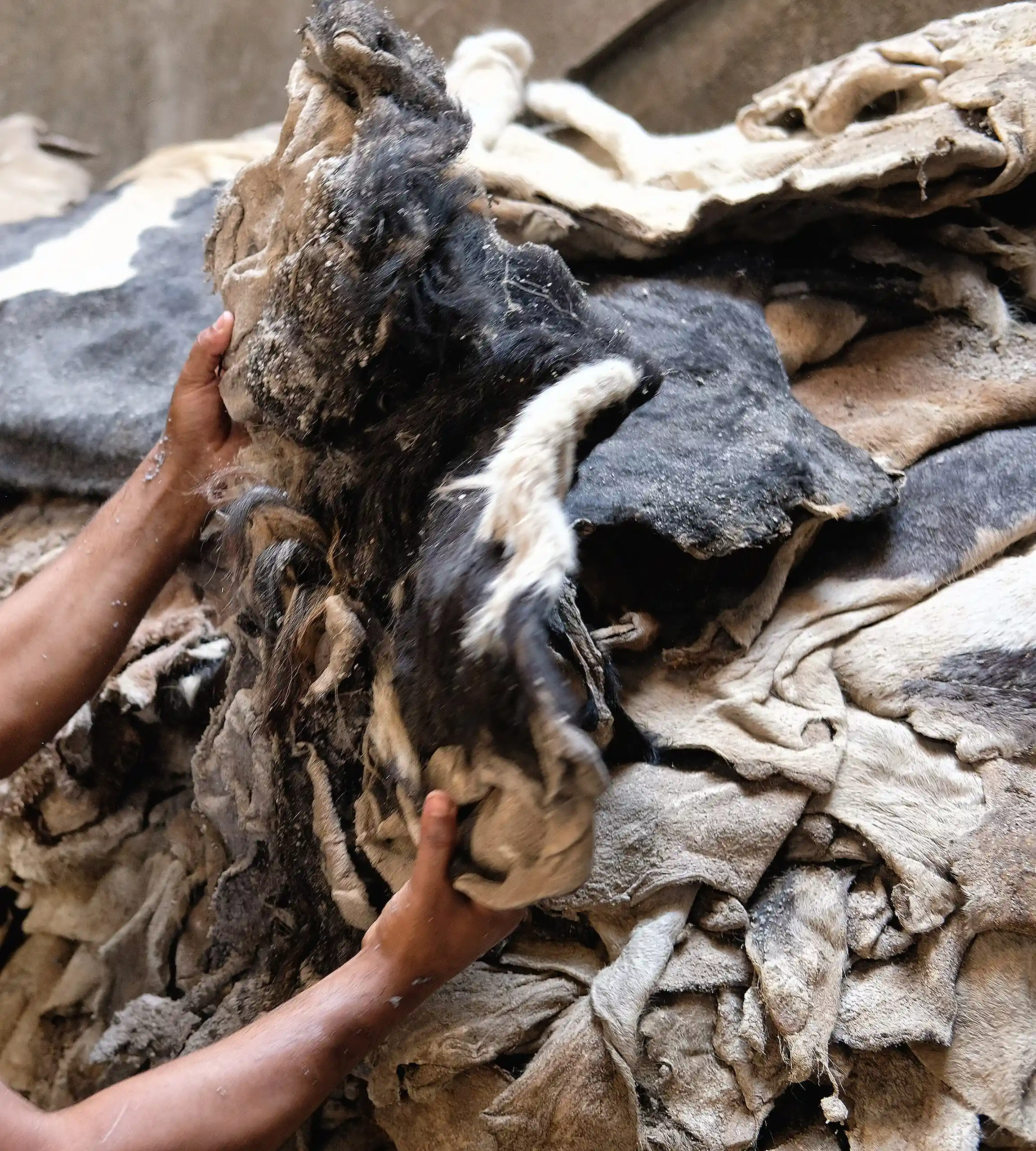 Pilha de peles em bruto com pelo, separadas à mão num armazém de curtume